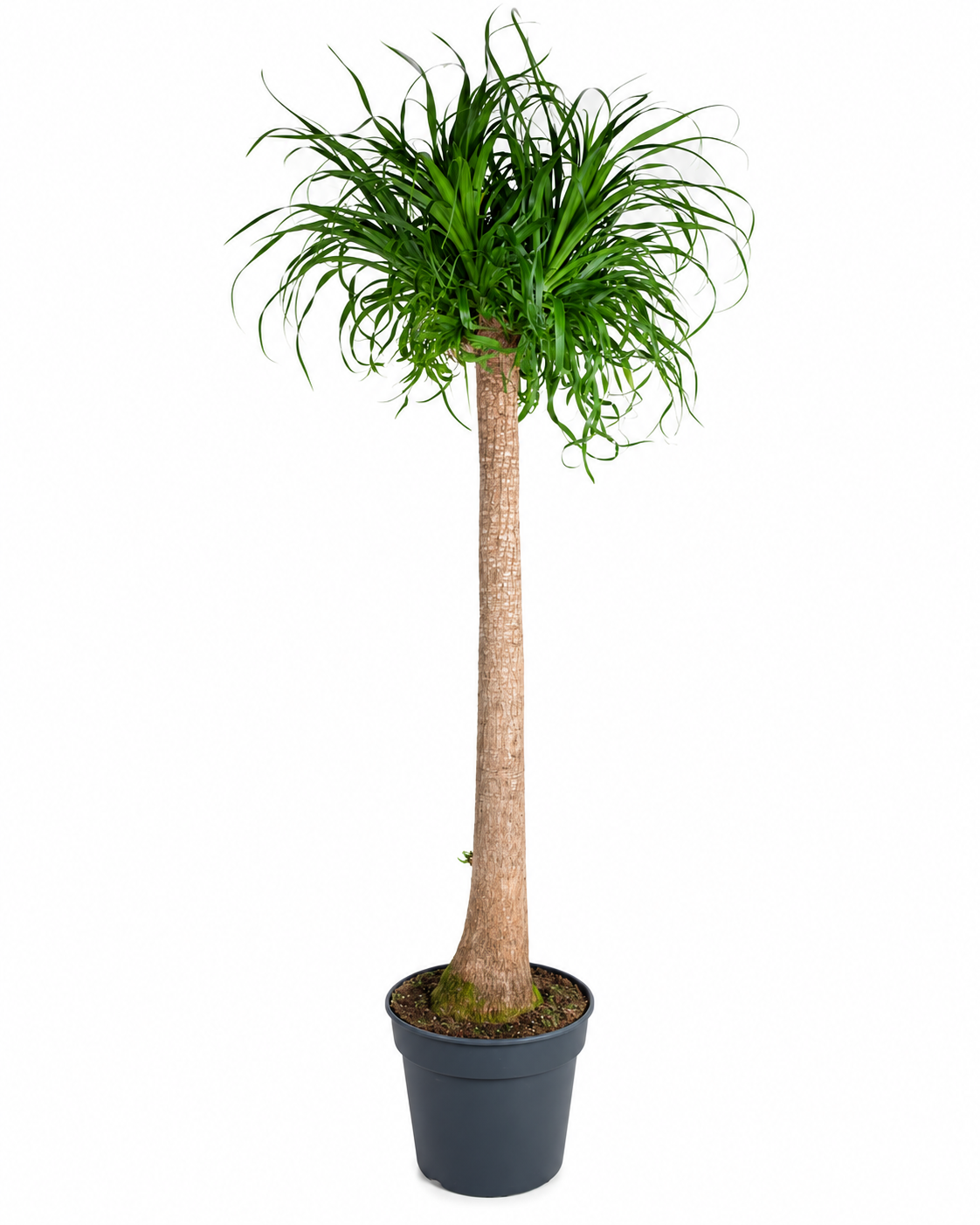 Beaucarnea Recurvata XXL – Pied d’Éléphant – 180 cm – Ø34 cm