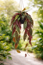 Begonia Maculata artificielle 80 cm – Plante décorative à pois ultra-réaliste