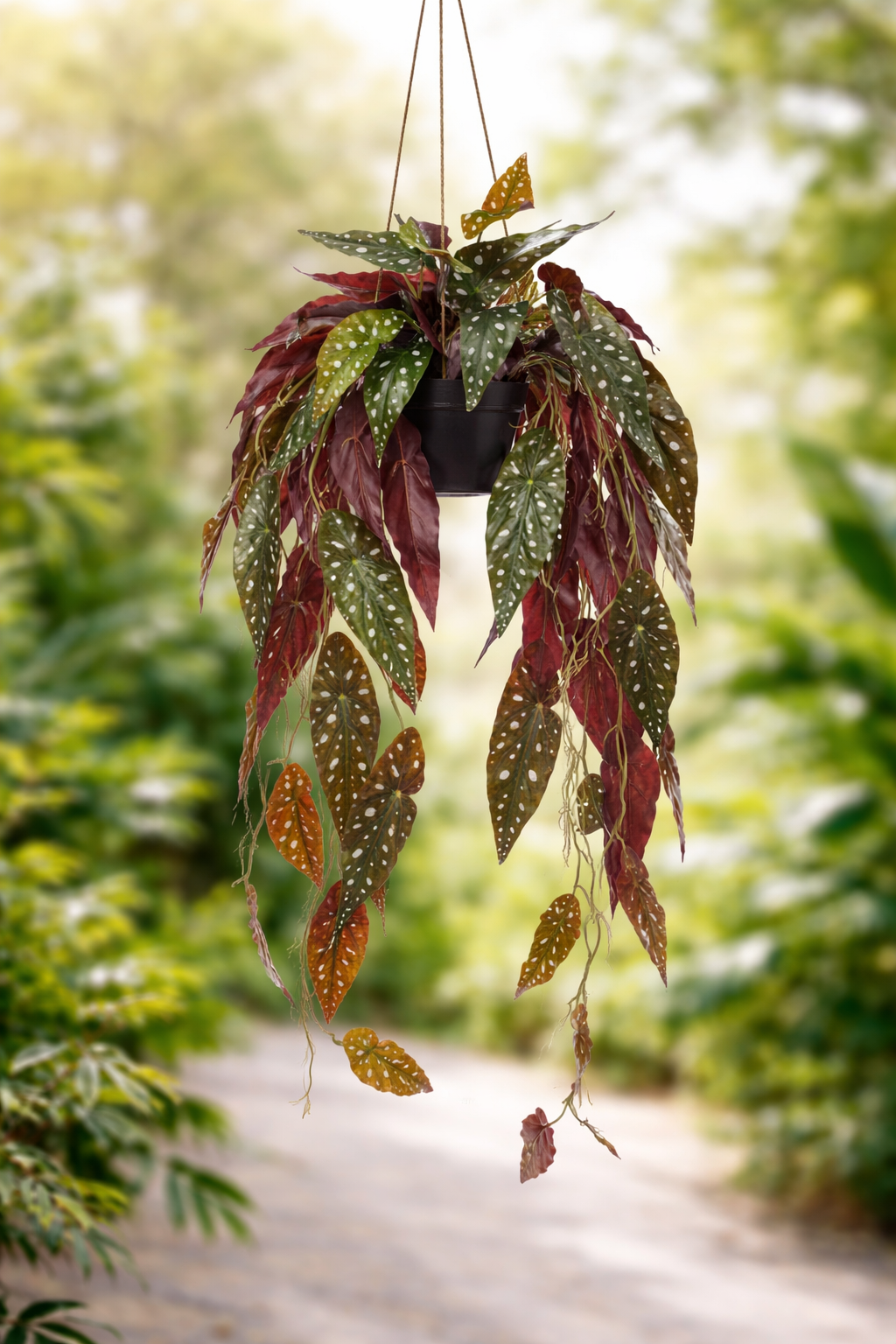 Begonia Maculata artificielle 80 cm – Plante décorative à pois ultra-réaliste