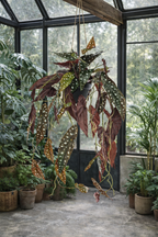 Begonia Maculata artificielle 80 cm – Plante décorative à pois ultra-réaliste