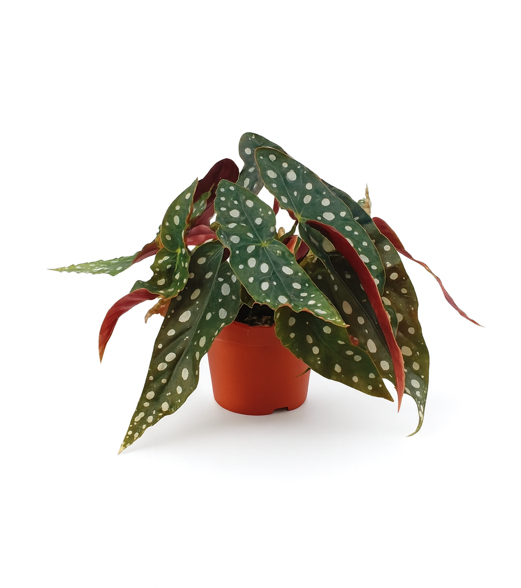 Begonia Maculata – Plante rare Ø12 cm - 20 cm – Feuilles tachetées décoratives – Plante d’intérieur graphique & tropicale