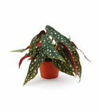 Begonia Maculata – Plante rare Ø12 cm - 20 cm – Feuilles tachetées décoratives – Plante d’intérieur graphique & tropicale