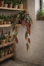 Begonia Maculata artificielle 80 cm – Plante décorative à pois ultra-réaliste