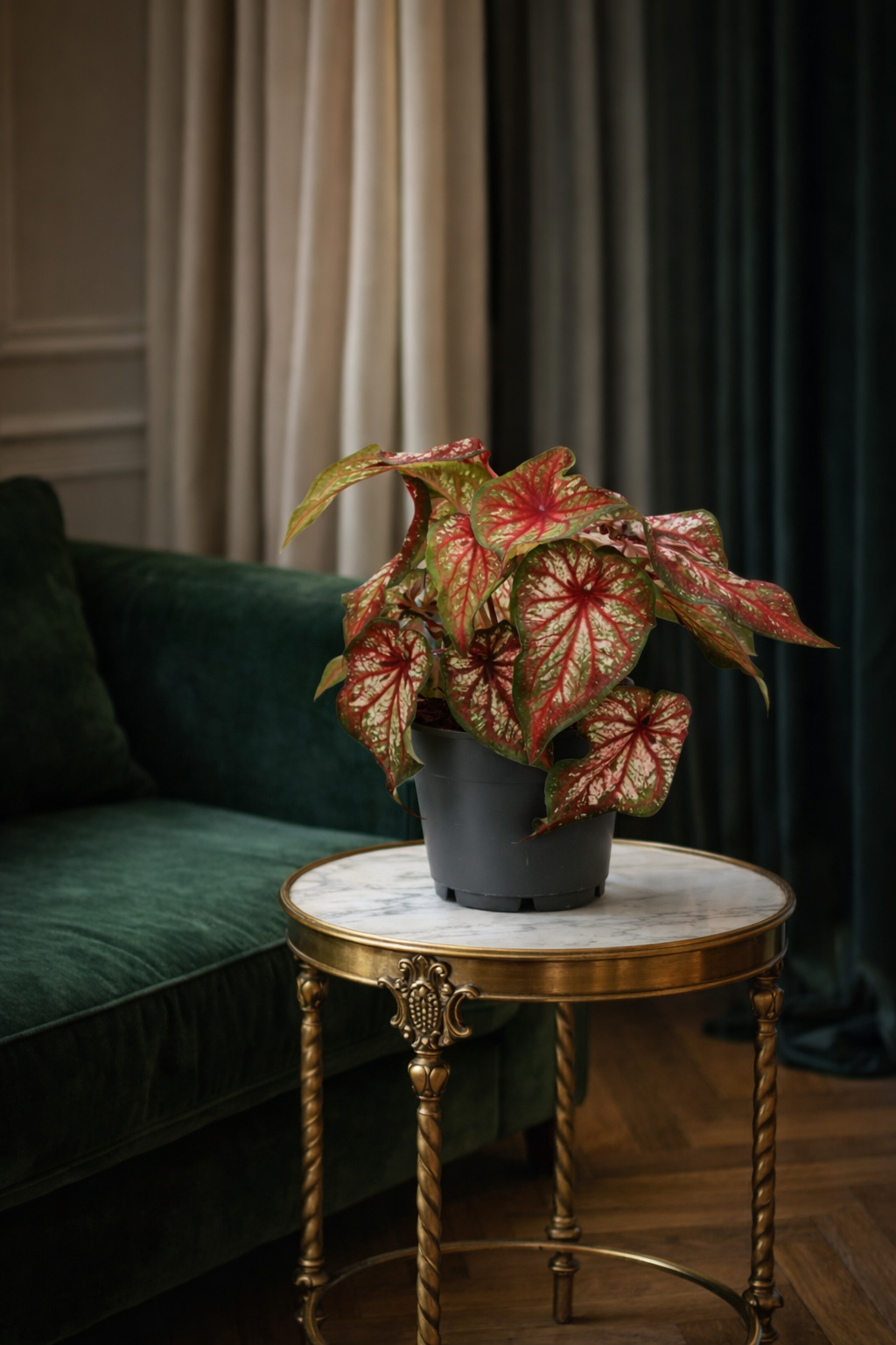 Caladium Bicolor – Plante Tropicale d’Intérieur au Feuillage Vert & Blanc Contrasté – Ø12 cm (25–40 cm)