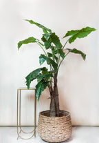 Alocasia artificielle — Olifantsoor — Plante d’intérieur design — 70 cm, 150 cm & 180 cm