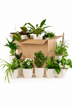 Box de Plantes Surprise à Adopter – 12 Plantes d’Intérieur