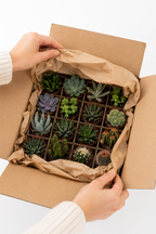 Cactus & Succulents Mix – 15 Plants Without Pots – Ø5.5 cm