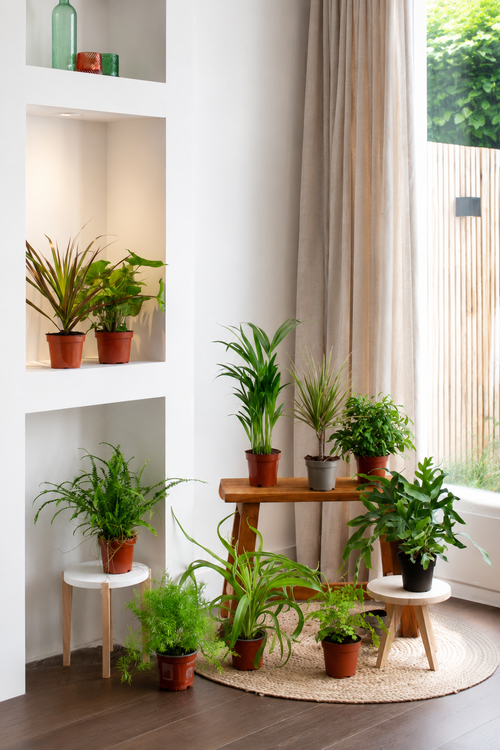 Surprise Plant Box to Adopt – 12 Houseplants