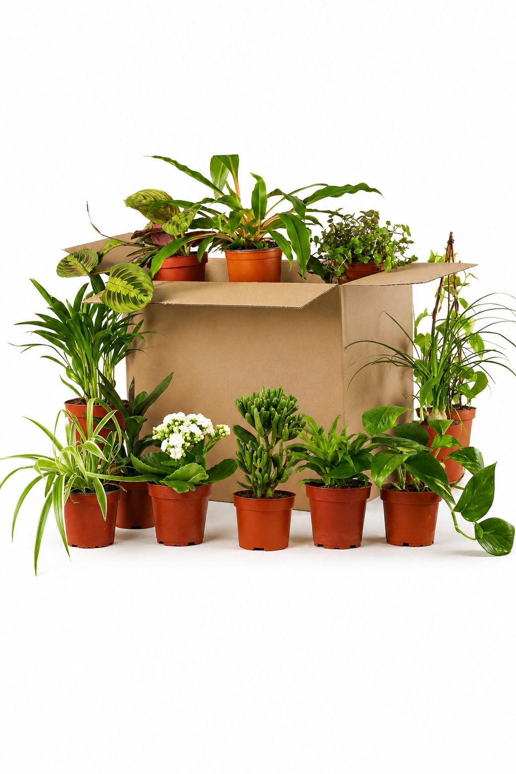 Box de Plantes Surprise à Adopter – 12 Plantes d’Intérieur