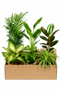 Box Surprise de Plantes – 6 Plantes Tropicales d'Intérieur – Pot Ø12 cm