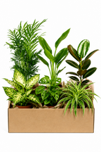Box Surprise de Plantes – 6 Plantes Tropicales d'Intérieur – Pot Ø12 cm