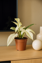 Philodendron Florida Ghost Ø12 cm – Plante rare au feuillage blanc 30 cm