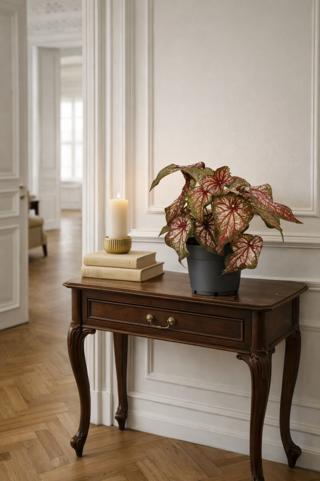 Caladium Bicolor – Plante Tropicale d’Intérieur au Feuillage Vert & Blanc Contrasté – Ø12 cm (25–40 cm)