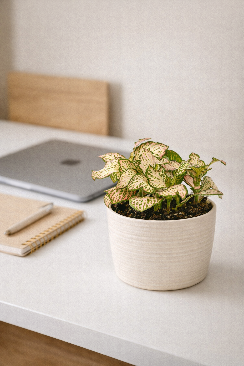 Fittonia Pink Tiger – Plante Mosaïque Rose Tropicale – Fittonia d’Intérieur Ø8,5 cm