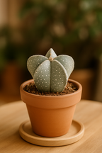 Engrais Cactus Plant Voeding 250ML – Nutrition ciblée pour cactus & succulentes