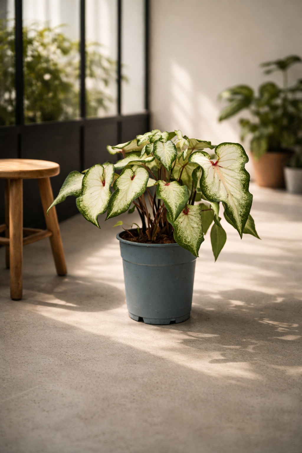 Caladium White “Angel Wings” – Plante Rare d’intérieur – Pot Ø12 cm – Hauteur 25 à 40 cm