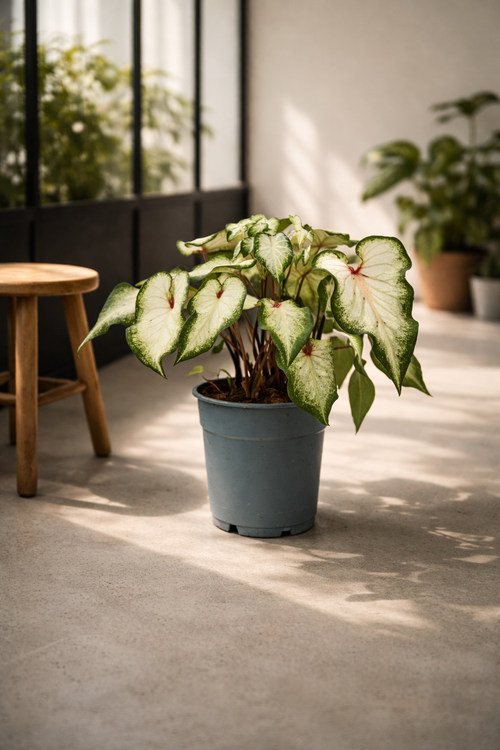 Caladium White “Angel Wings” – Rare Indoor Plant – Pot Ø12 cm – Height 25 to 40 cm