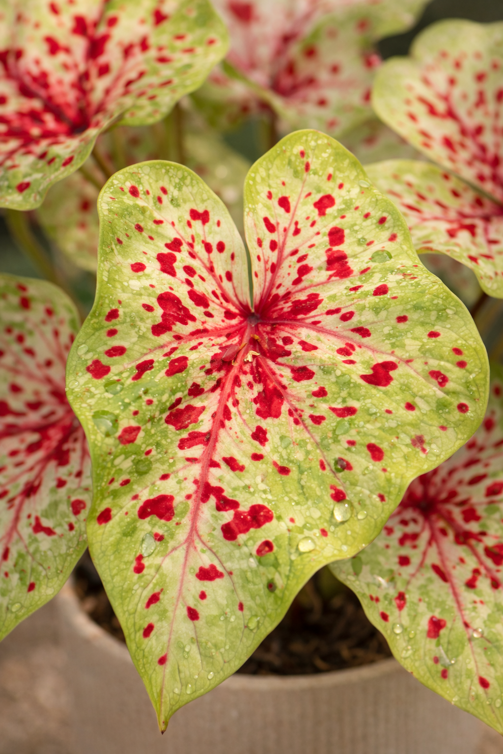 Caladium Miss Muffet – Ø12 cm – Hauteur 20 à 30 cm