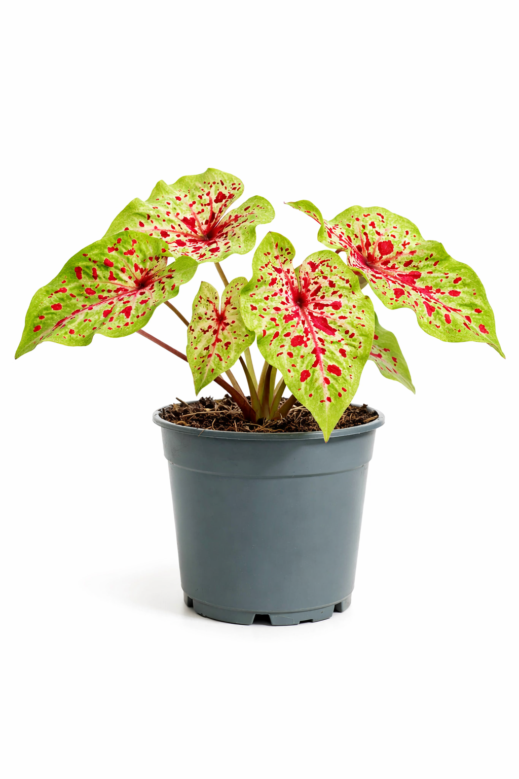Caladium Miss Muffet – Ø12 cm – Hauteur 20 à 30 cm