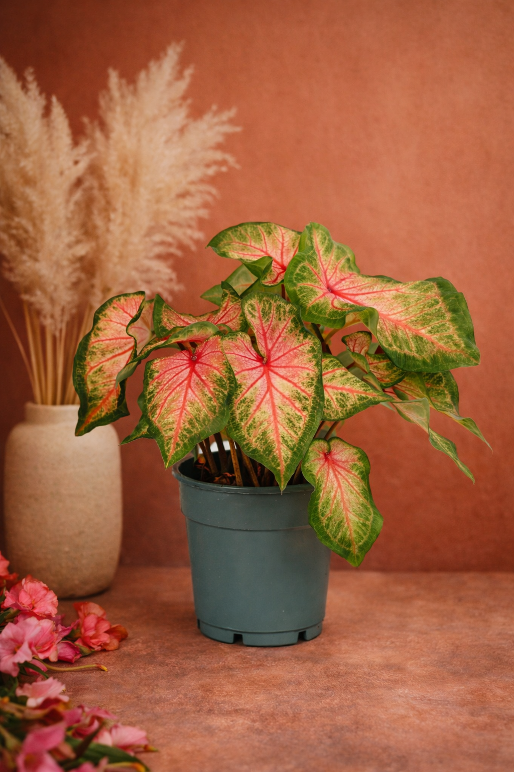 Caladium Roze Angel Wings Ø12 cm – Plante tropicale d’intérieur au feuillage rose (25–40 cm)