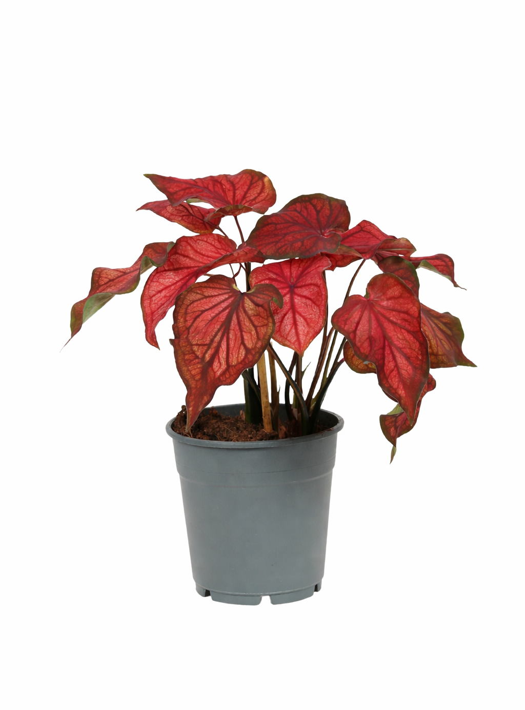 Caladium Rood – Plante rare d’intérieur rouge tropicale – Pot Ø12 cm – Hauteur 25 à 40 cm