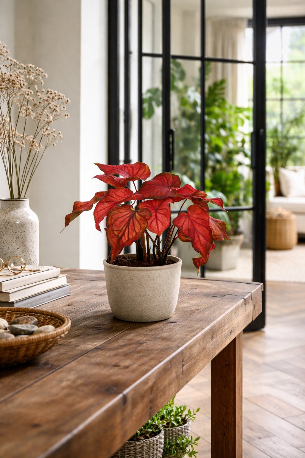 Caladium Rood – Plante rare d’intérieur rouge tropicale – Pot Ø12 cm – Hauteur 25 à 40 cm