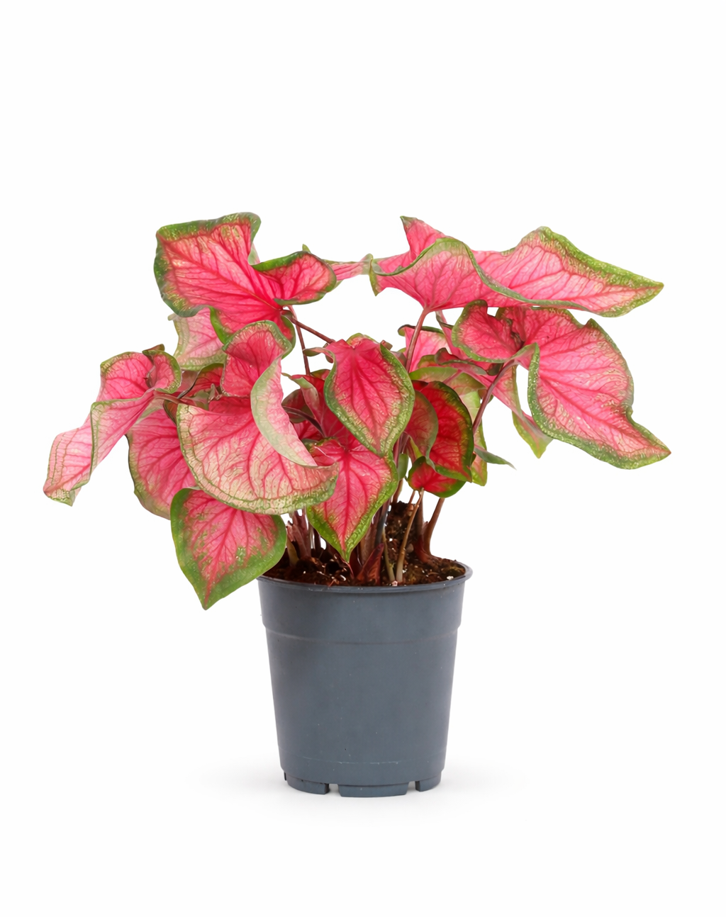 tropical pink house plants Caladium Sweetheart Ø12 cm – Pink indoor plant 20–30 cm – Douceur Maison