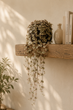 Ceropegia Woodii Variegata – Seltene Hängepflanze Herz-am-Faden – Ø14 cm