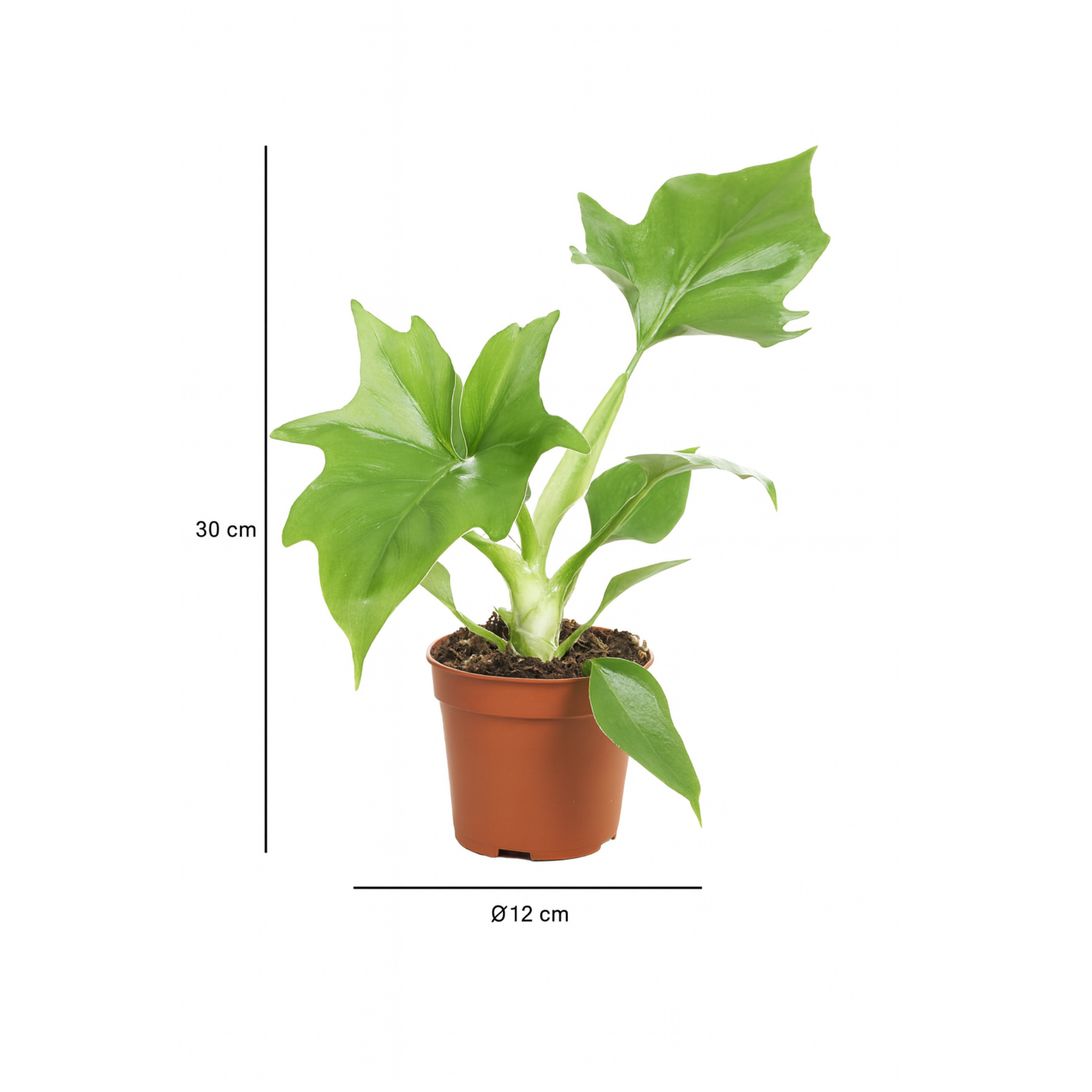 Philodendron Warszewiczii – Feuillage sculptural & esprit tropical – Ø12 cm – 30 cm