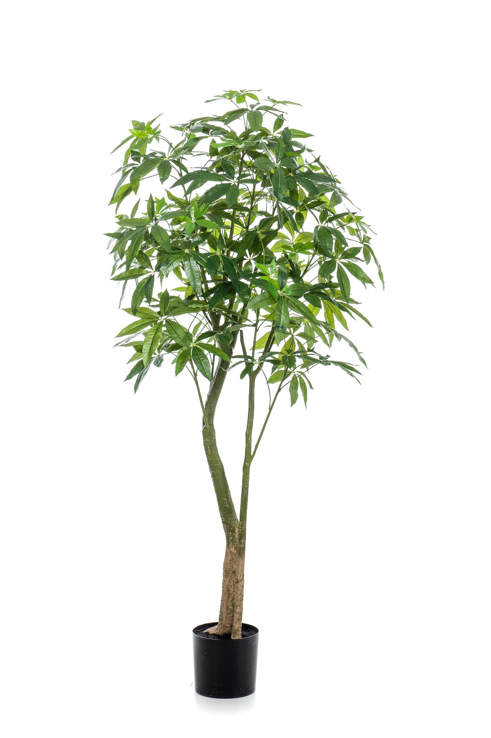 Pachira Aquatica artificielle – Arbre à Argent décoratif ultra réaliste, 150 & 180 cm