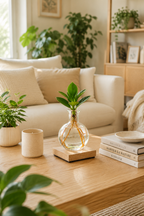 Clusia Rosea LED illuminated