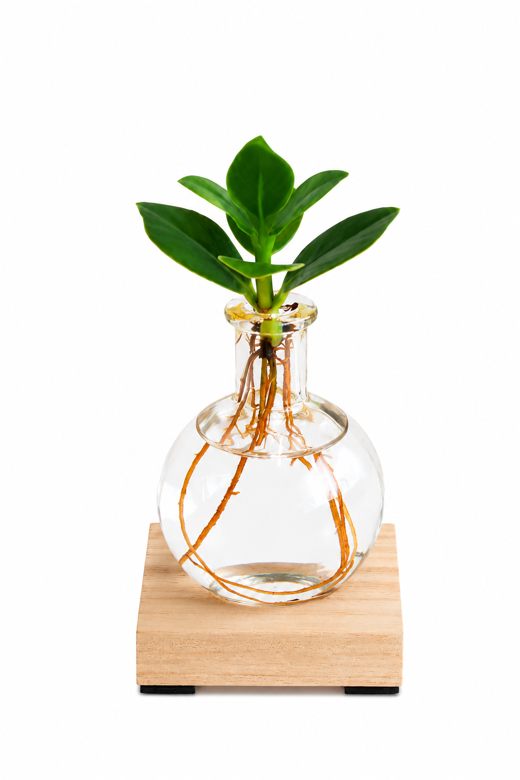 Clusia Rosea LED illuminated