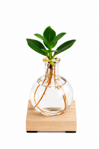 Clusia Rosea LED illuminated