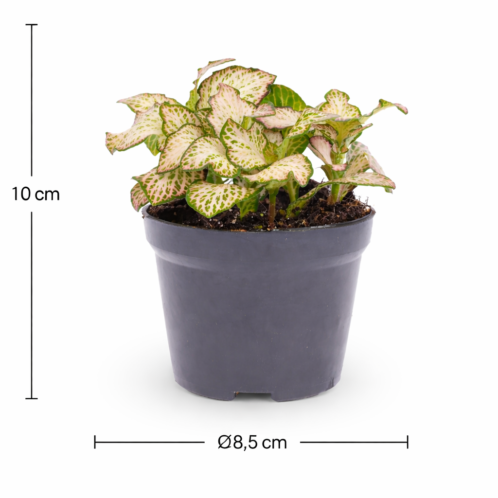 Fittonia Pink Tiger – Plante Mosaïque Rose Tropicale – Fittonia d’Intérieur Ø8,5 cm