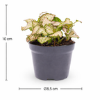 Fittonia Pink Tiger – Plante Mosaïque Rose Tropicale – Fittonia d’Intérieur Ø8,5 cm