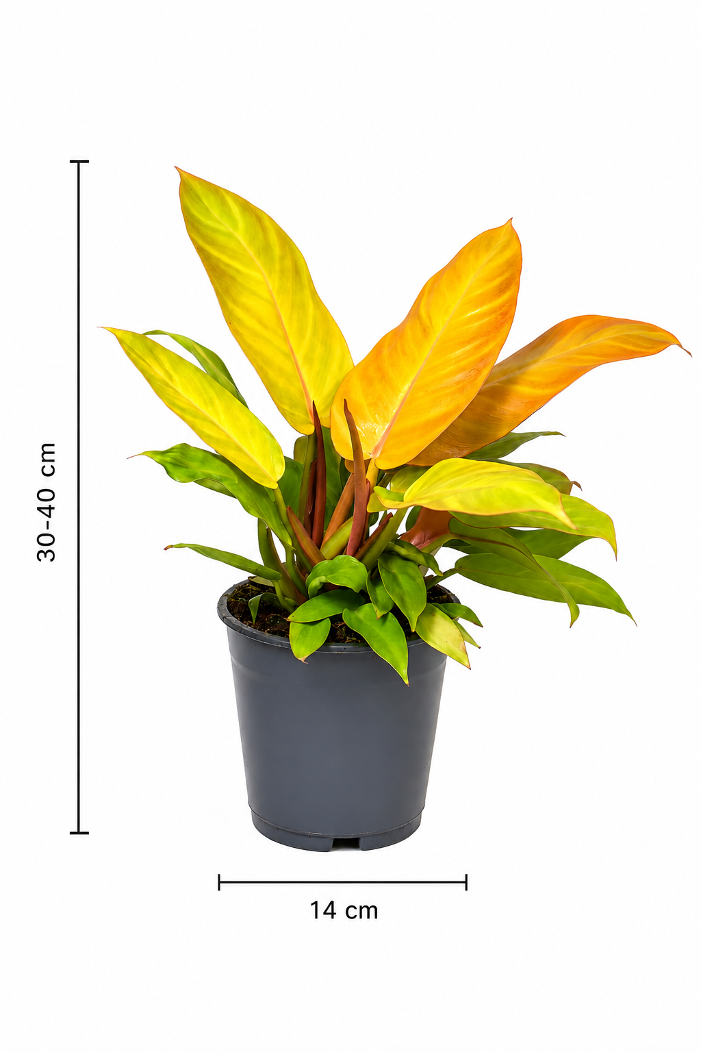 Philodendron Prince of Orange – Seltene Tropenpflanze mit kupferfarbenem Laub – Ø14 cm