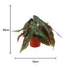 Begonia Maculata – Plante rare Ø12 cm - 20 cm – Feuilles tachetées décoratives – Plante d’intérieur graphique & tropicale