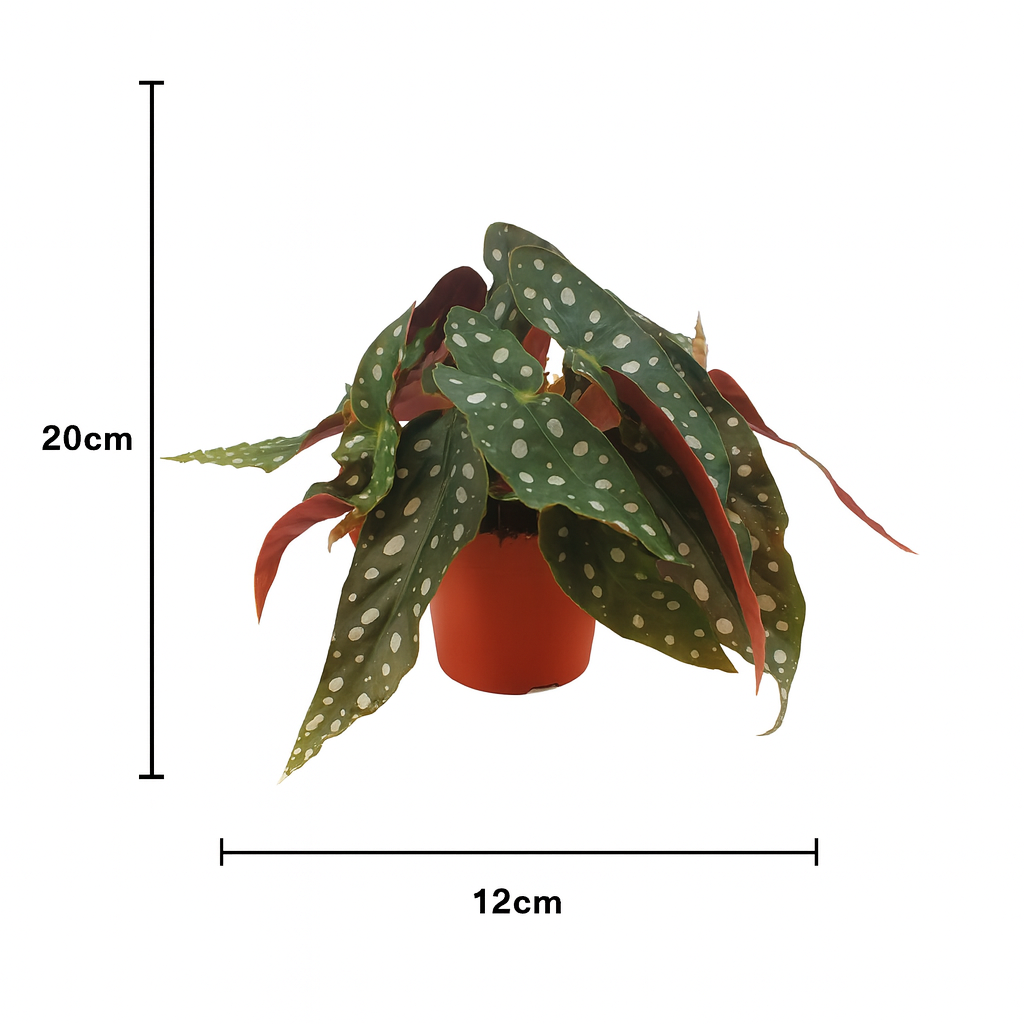 Begonia Maculata – Plante rare Ø12 cm - 20 cm – Feuilles tachetées décoratives – Plante d’intérieur graphique & tropicale