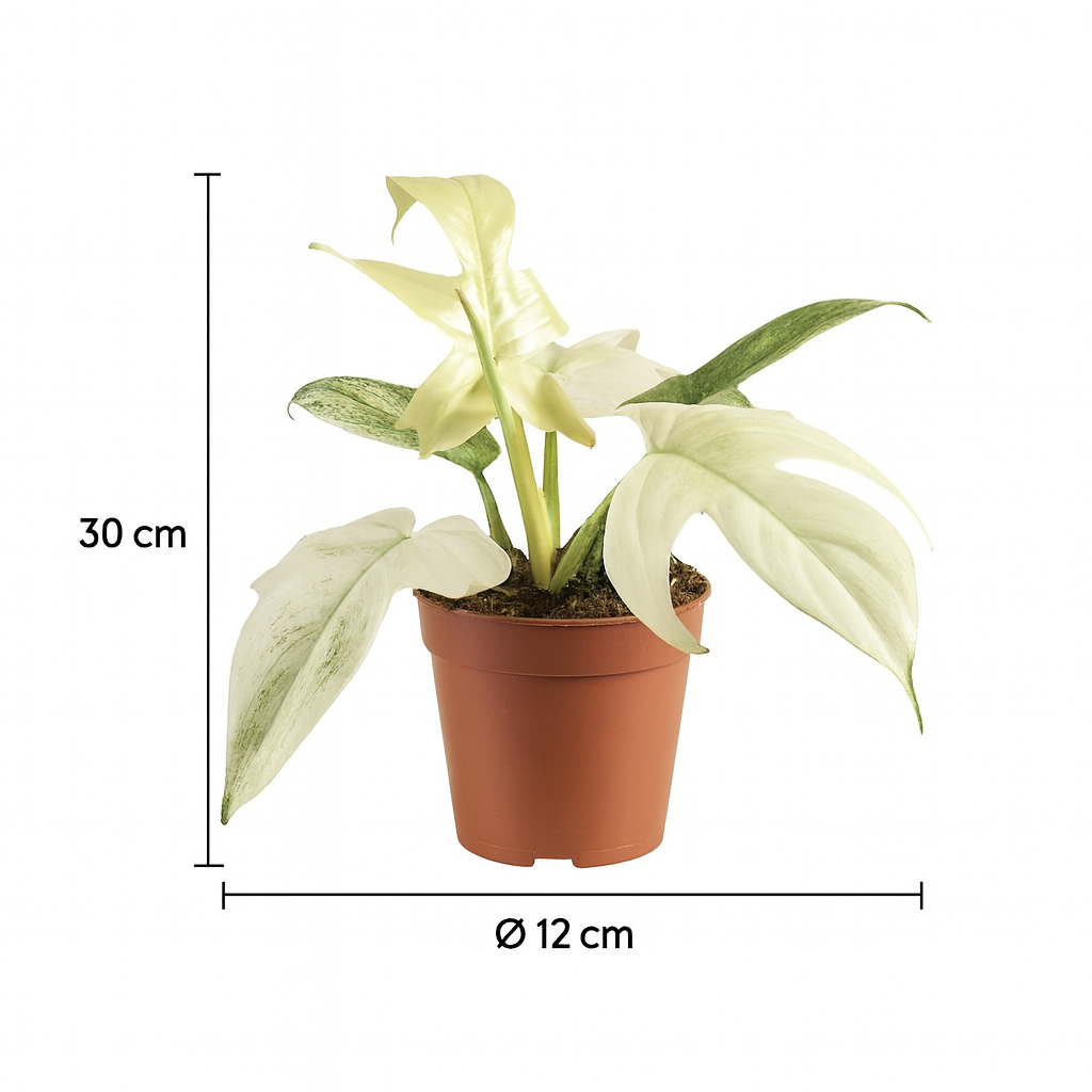 Philodendron Florida Ghost Ø12 cm – Plante rare au feuillage blanc 30 cm