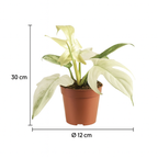 Philodendron Florida Ghost Ø12 cm – Plante rare au feuillage blanc 30 cm