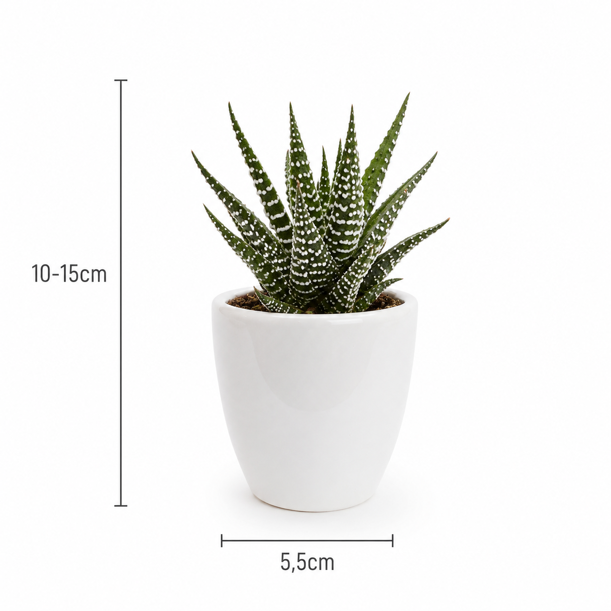 Mixed Cacti & Succulents – 15 Plants in White Pots – Ø5.5 cm
