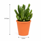 Cactus & Succulent Mix – 15 Plants in Terracotta Pots – Ø5.5 cm