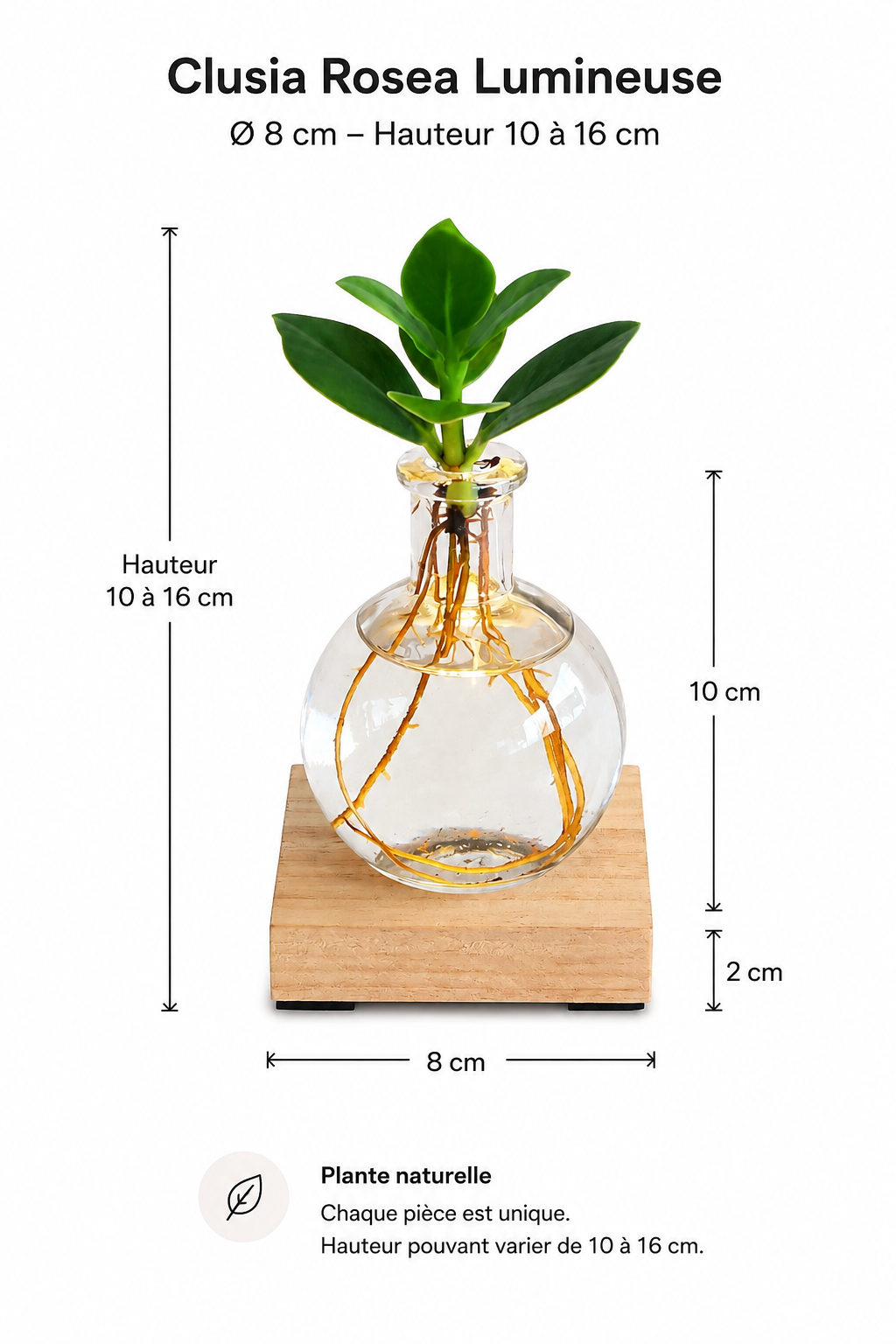 Clusia Rosea LED illuminated