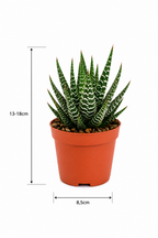 Mix Gasteria & Haworthia – 3 Large Succulents – Ø8.5 cm – Without Pot