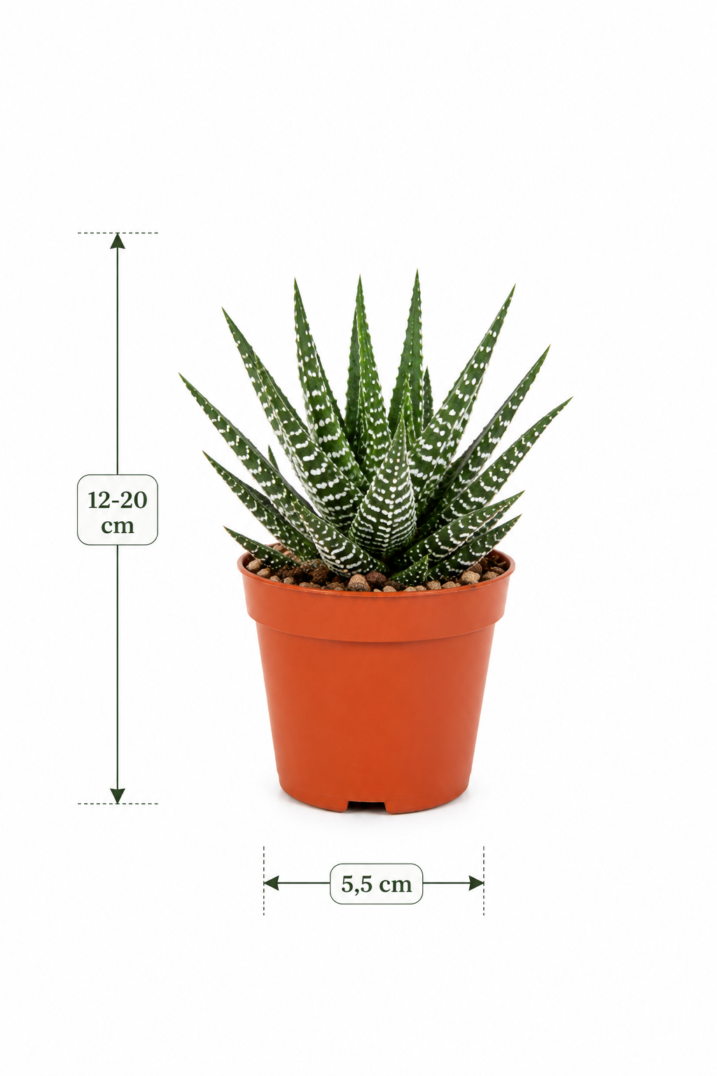 Mixed Gasteria & Haworthia – 5 Assorted Succulents – Ø5.5 cm – Without Pot