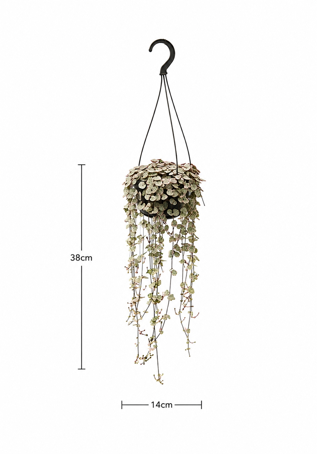 Ceropegia Woodii Variegata – Seltene Hängepflanze Herz-am-Faden – Ø14 cm