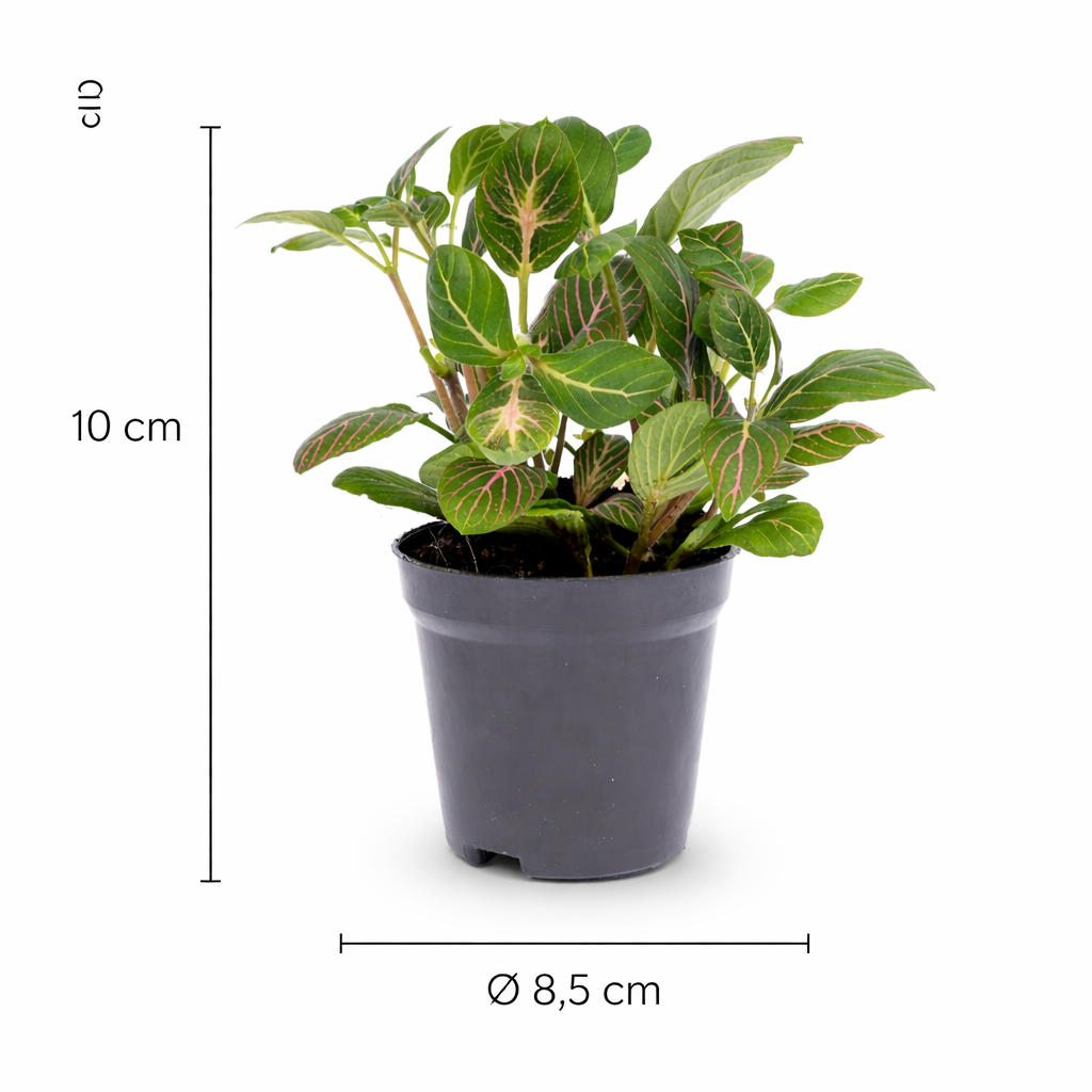 Fittonia Joly Josan – rot-grüne tropische Mosaikpflanze – Ø 8,5 cm