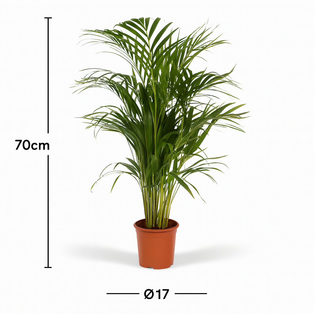 Palmier Areca (Dypsis lutescens) – Ø17/21 cm – 70/100/130 cm