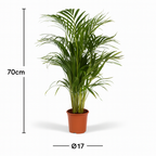 Palmier Areca (Dypsis lutescens) – Ø17/21 cm – 70/100/130 cm