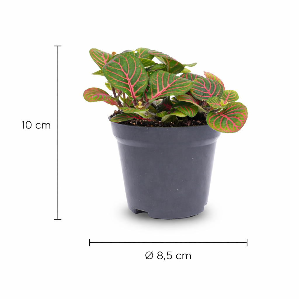 Fittonia Bubble Red – Red and green tropical mosaic plant – Ø8.5 cm